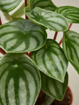 Peperomia 'Watermelon' — leaf detail close-up