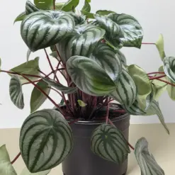 Peperomia 'Watermelon' — additional view