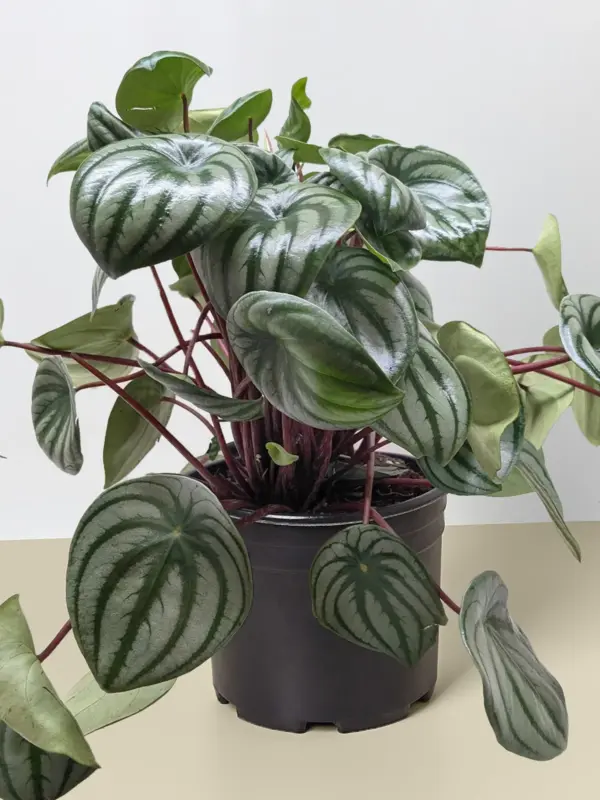 Peperomia 'Watermelon' — additional view