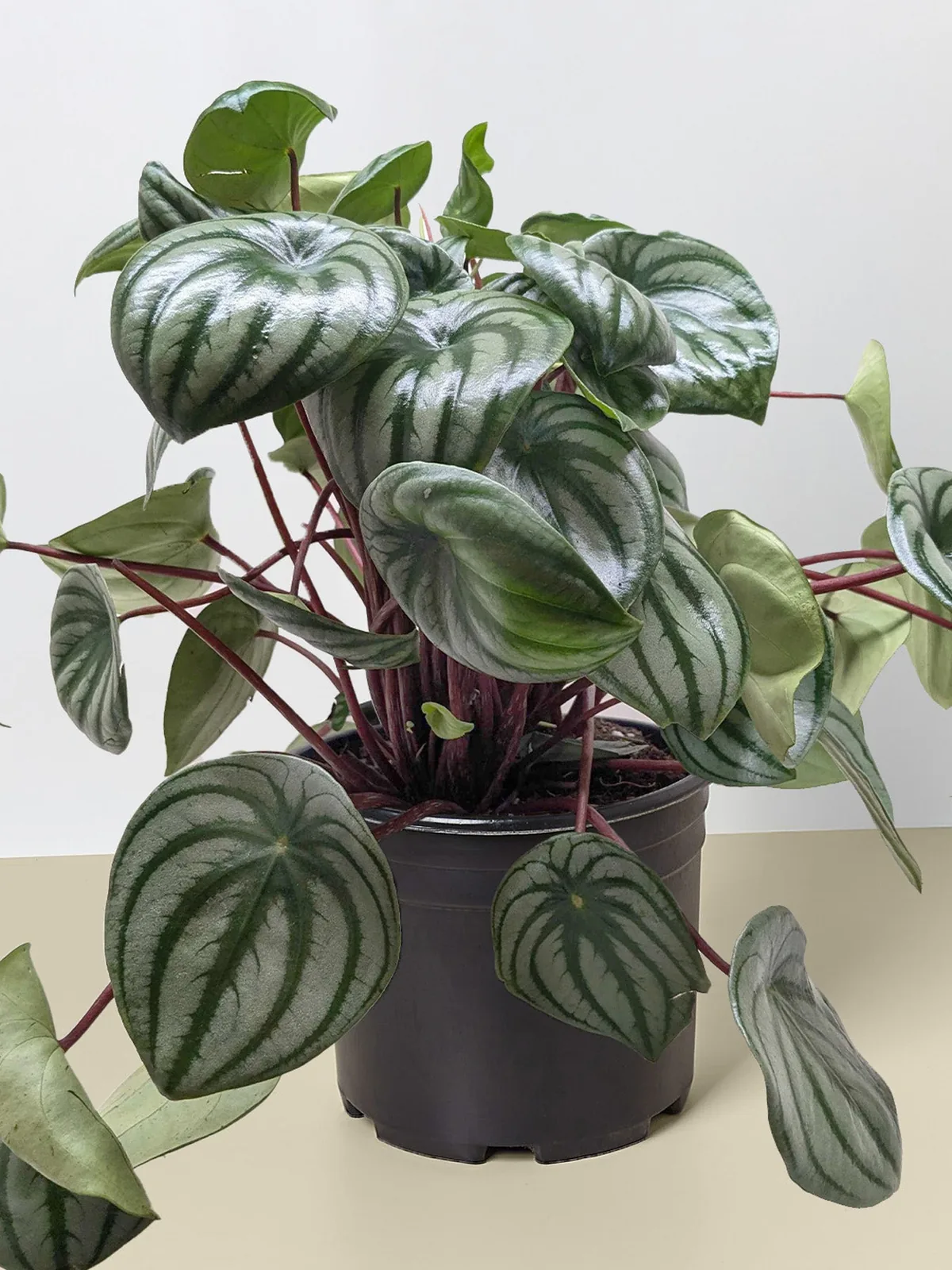 Peperomia 