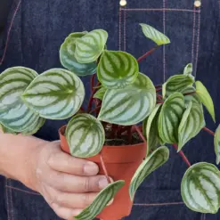 Peperomia 'Watermelon' — held in hand for size reference