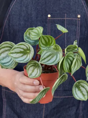Peperomia 'Watermelon' — held in hand for size reference