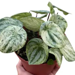 Peperomia 'Watermelon Variegated' houseplant