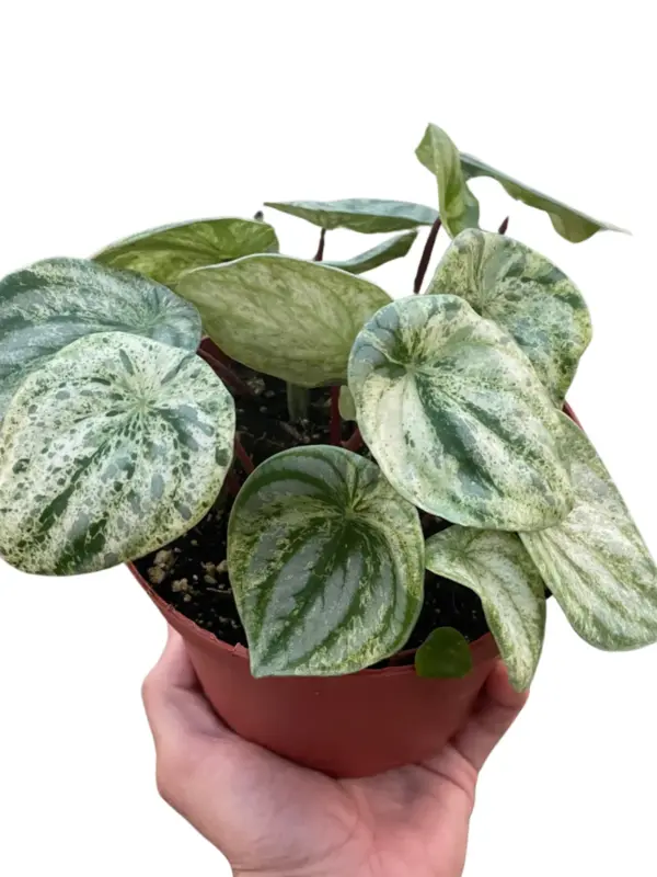 Peperomia 'Watermelon Variegated' houseplant