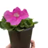 Petunia Pink houseplant