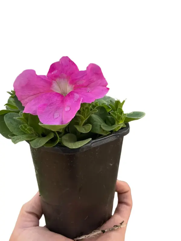 Petunia Pink houseplant