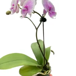 Orchid 'Light Pink Phalaenopsis' houseplant