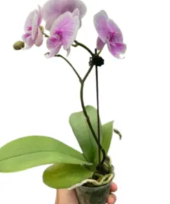 Orchid 'Light Pink Phalaenopsis' houseplant