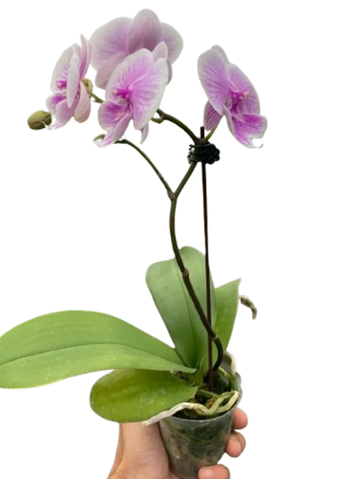 Orchid 