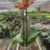 Orchid 'Orange Phalaenopsis' houseplant