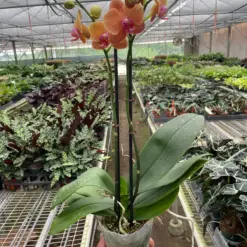 Orchid 'Orange Phalaenopsis' houseplant