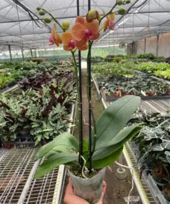 Orchid 'Orange Phalaenopsis' houseplant