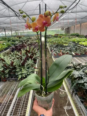 Orchid 'Orange Phalaenopsis' houseplant