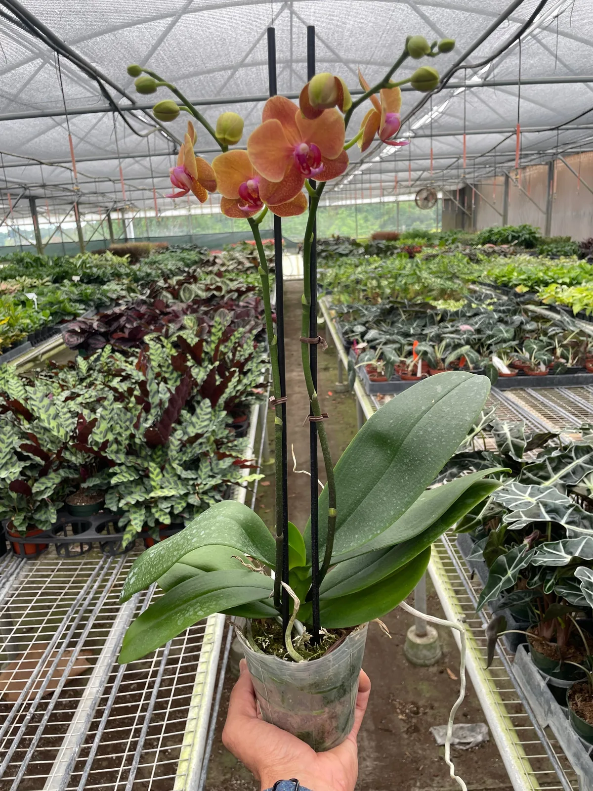 Orchid 