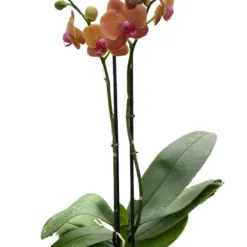 Orchid 'Orange Phalaenopsis' — square crop