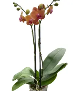 Orchid 'Orange Phalaenopsis' — square crop