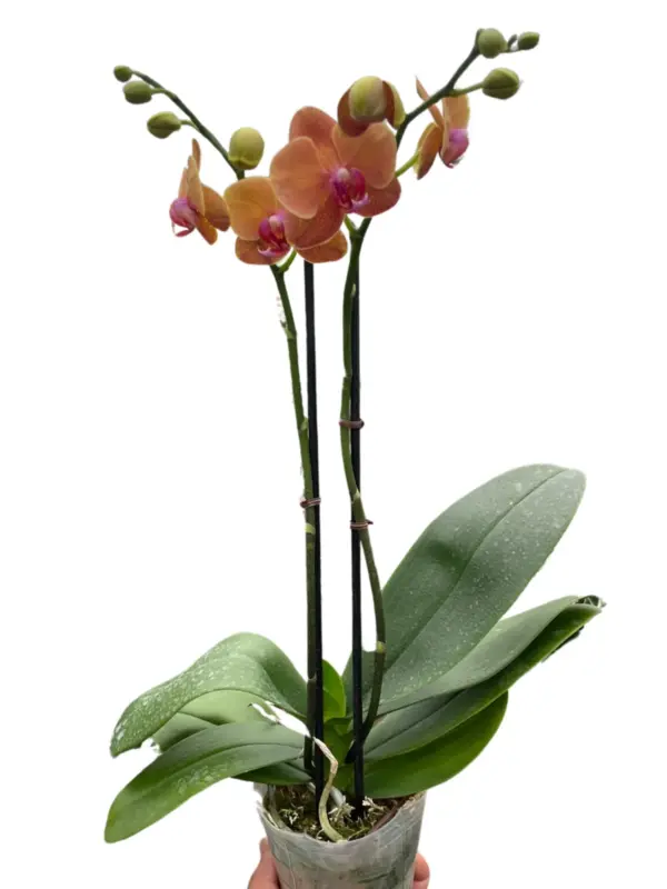 Orchid 'Orange Phalaenopsis' — square crop