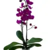 Orchid 'Purple Phalaenopsis' houseplant