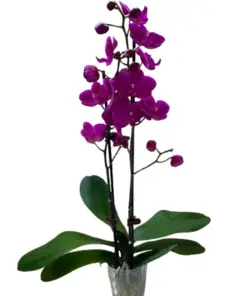 Orchid 'Purple Phalaenopsis' houseplant