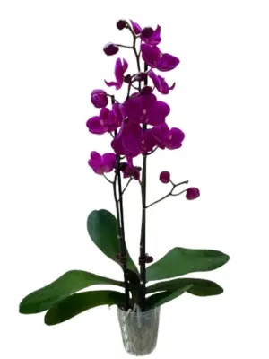 Orchid 'Purple Phalaenopsis' houseplant