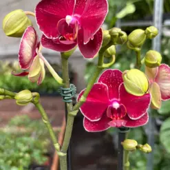 Orchid 'Red Phalaenopsis' houseplant