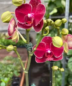 Orchid 'Red Phalaenopsis' houseplant
