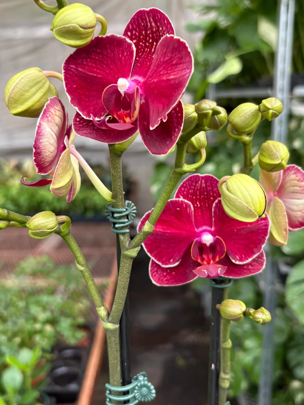 Orchid 