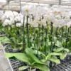 Orchid 'White Phalaenopsis' houseplant