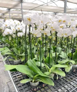 Orchid 'White Phalaenopsis' houseplant