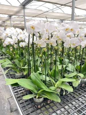 Orchid 'White Phalaenopsis' houseplant