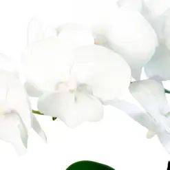 Orchid 'White Phalaenopsis' — additional view