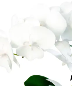 Orchid 'White Phalaenopsis' — additional view