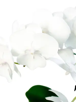 Orchid 'White Phalaenopsis' — additional view
