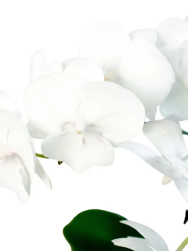 Orchid 'White Phalaenopsis' — additional view