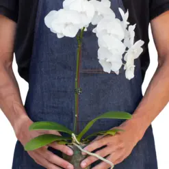 Orchid 'White Phalaenopsis' — additional view