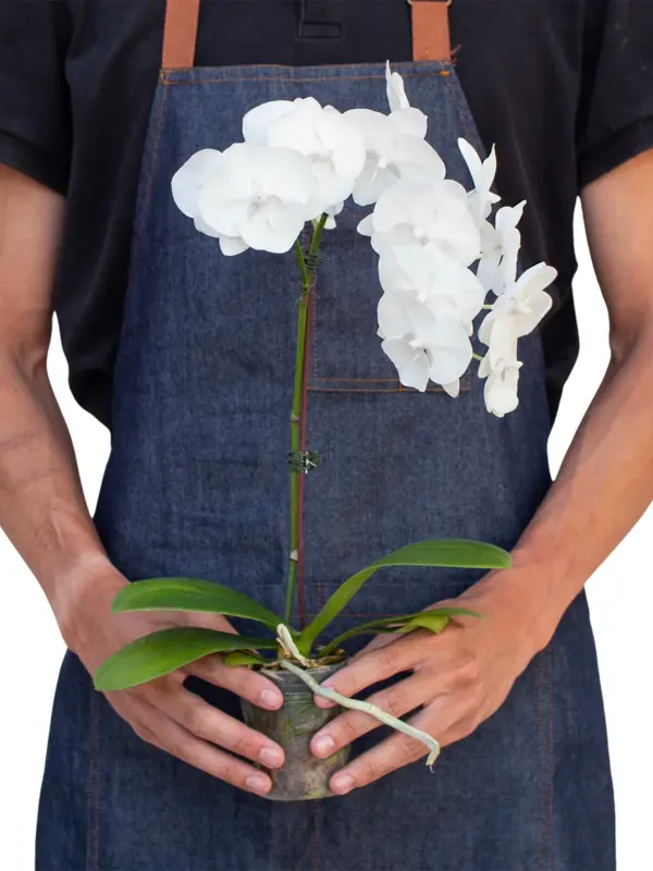 Orchid 'White Phalaenopsis' — additional view