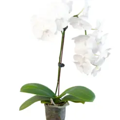Orchid 'White Phalaenopsis' — additional view
