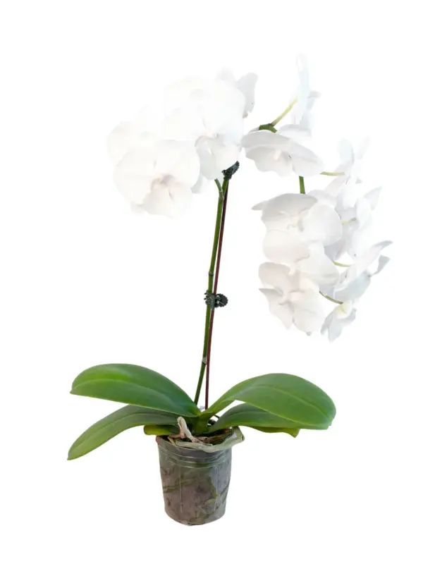 Orchid 'White Phalaenopsis' — additional view