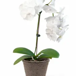 Orchid 'White Phalaenopsis' — additional view