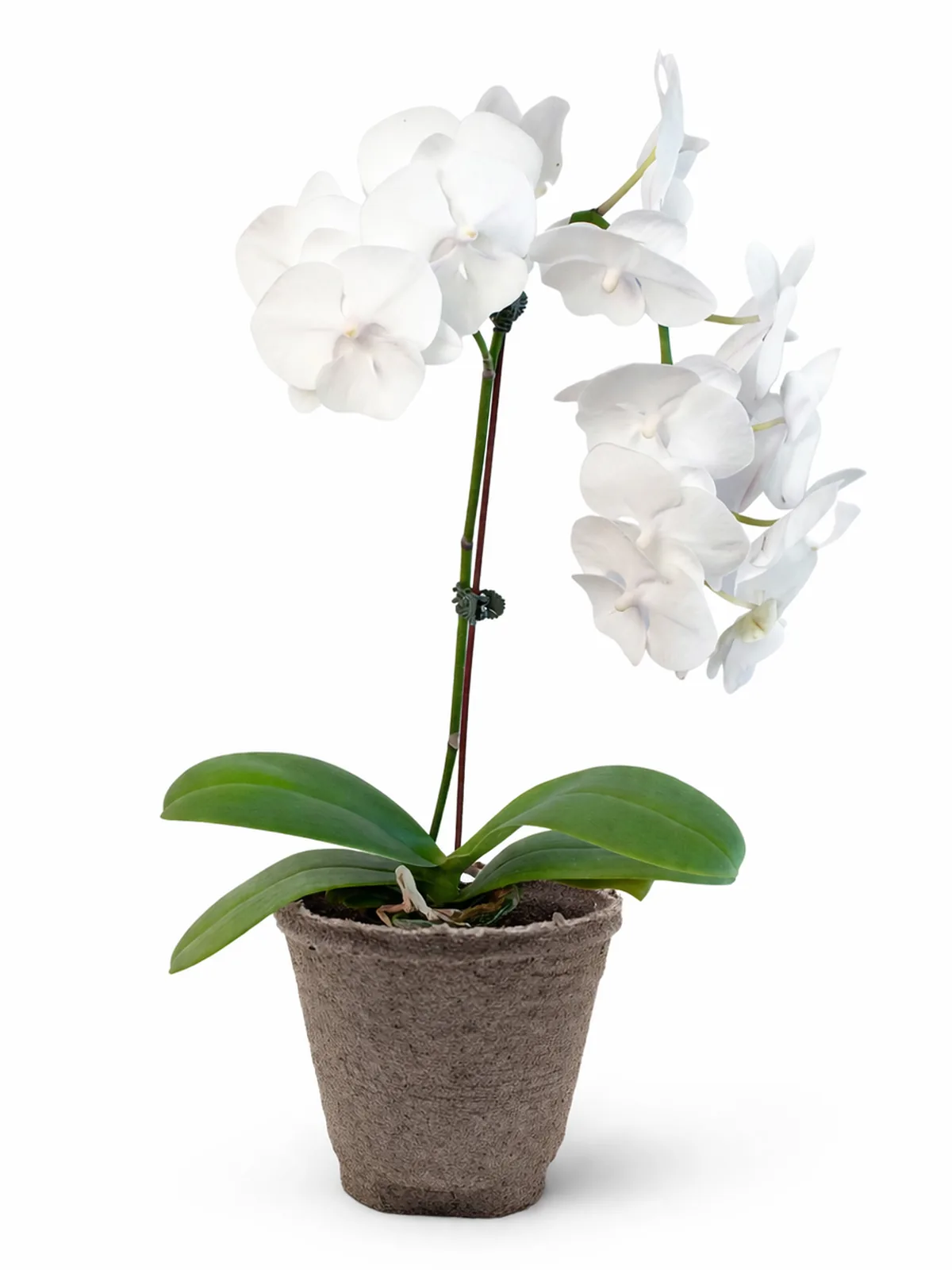 Orchid 