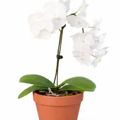 Orchid 'White Phalaenopsis' — additional view