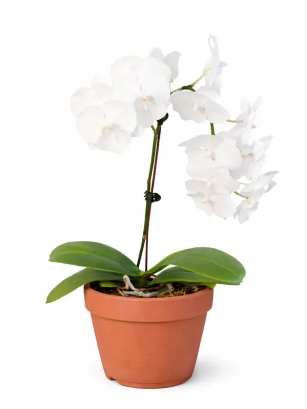 Orchid 'White Phalaenopsis' — additional view