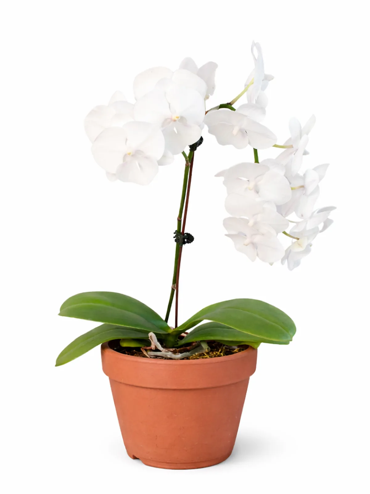 Orchid 