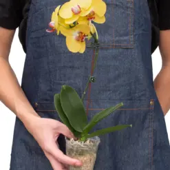 Orchid 'Yellow Phalaenopsis' houseplant