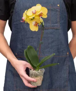 Orchid 'Yellow Phalaenopsis' houseplant
