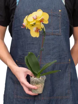 Orchid 'Yellow Phalaenopsis' houseplant