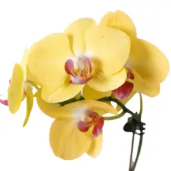 Orchid 'Yellow Phalaenopsis' — additional view