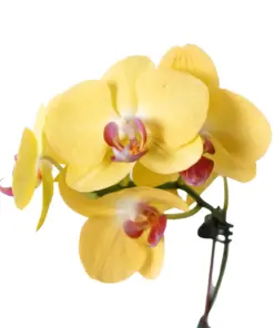 Orchid 'Yellow Phalaenopsis' — additional view