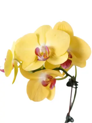 Orchid 'Yellow Phalaenopsis' — additional view