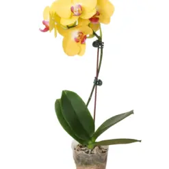 Orchid 'Yellow Phalaenopsis' — additional view